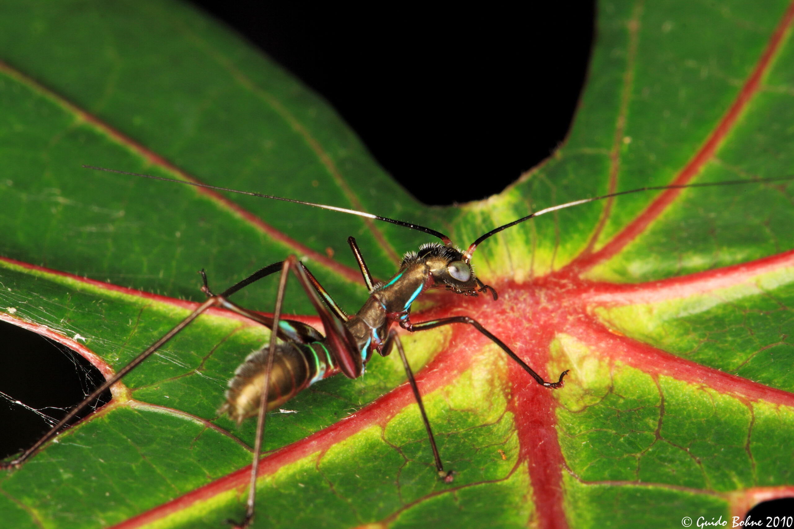 The Staggering Diversity Hidden in Plain Sight (image credits: wikimedia)