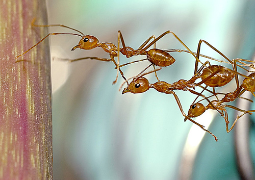 The Revolutionary Power of DNA Barcoding (image credits: By Budzlife, CC BY 2.0, https://commons.wikimedia.org/w/index.php?curid=19210135)