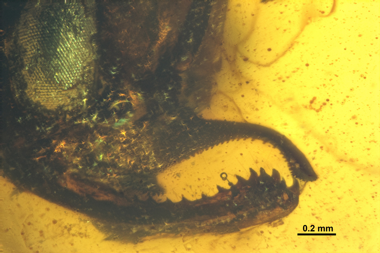 Microscopic Features That Make All the Difference (image credits: Antweb.org FANTWEB00027 †Chonidris insolita, CC BY 4.0, https://commons.wikimedia.org/w/index.php?curid=92037861)