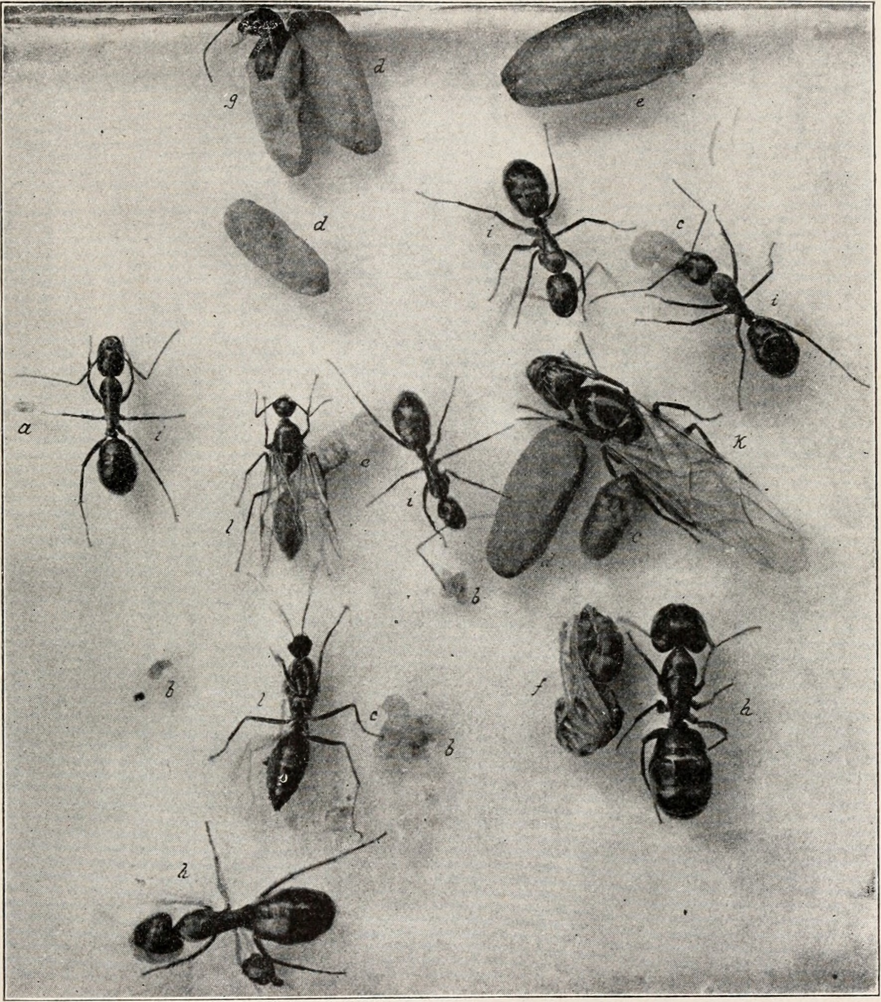 The Role of Behavioral Patterns in Species Identification (image credits: wikimedia)