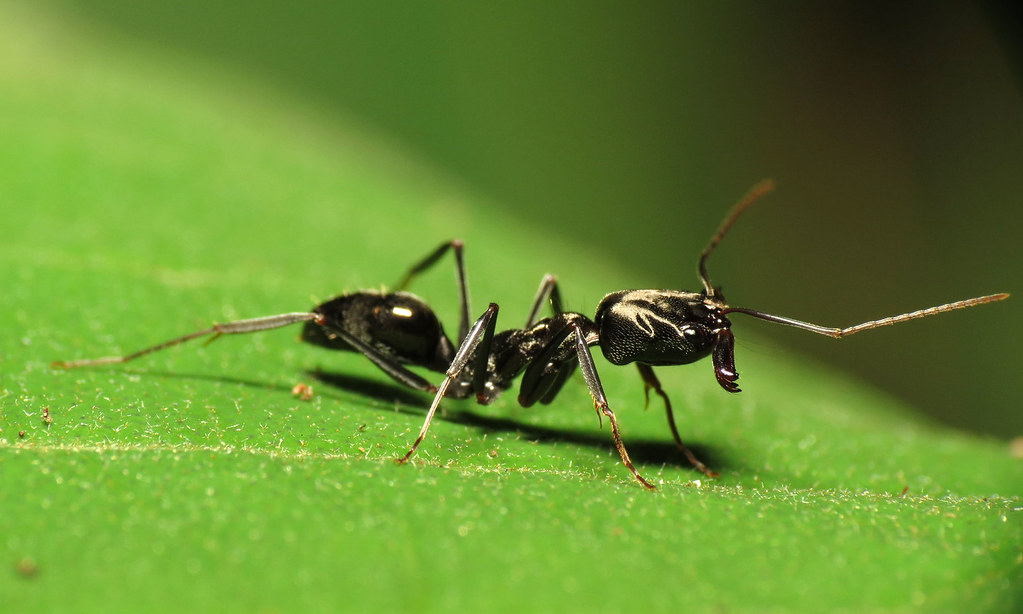 Conservation Implications of Accurate Classification (image credits: flickr)