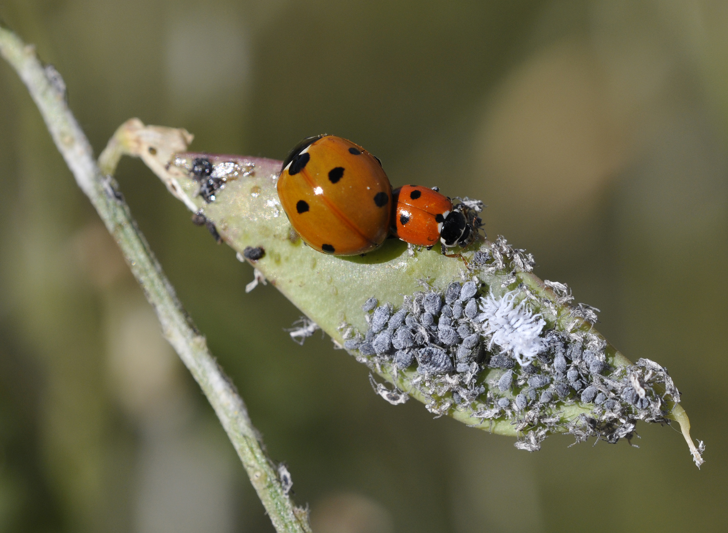The Ladybug Army That Saved Your Garden (image credits: wikimedia)