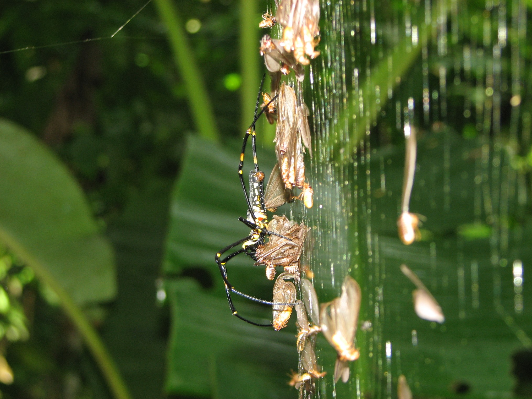 Spiders: Your Silent Nighttime Guardians (image credits: wikimedia)