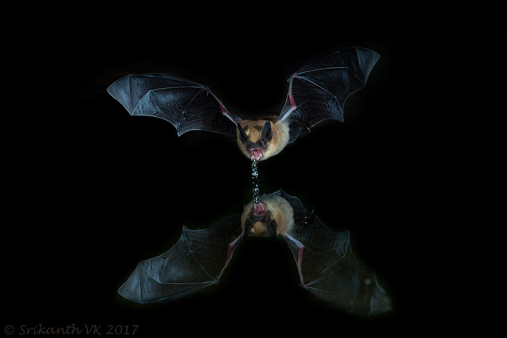 Bats: The Mosquito Elimination Squadron (image credits: flickr)