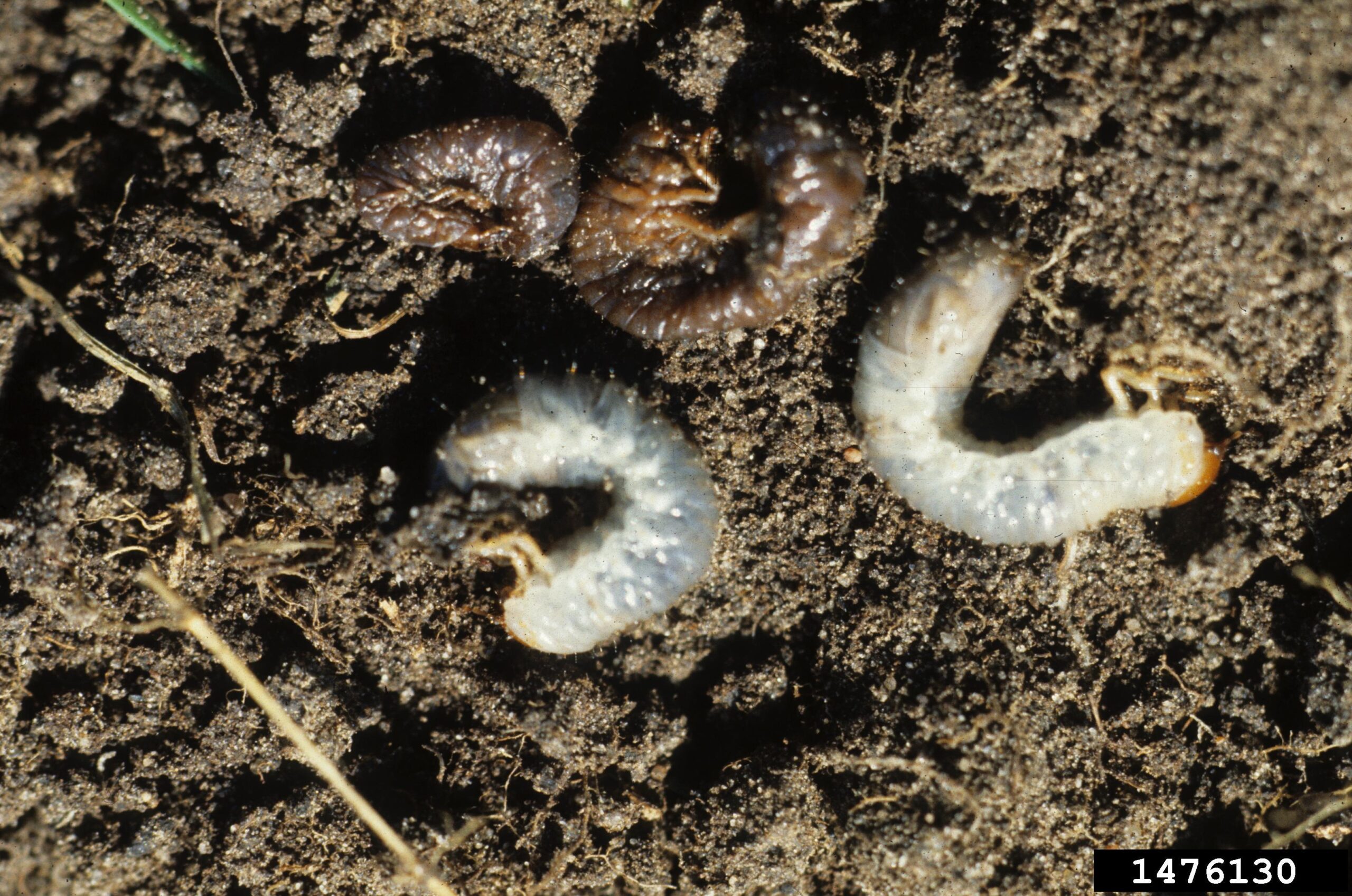 Nematodes: The Underground Assassins (image credits: wikimedia)