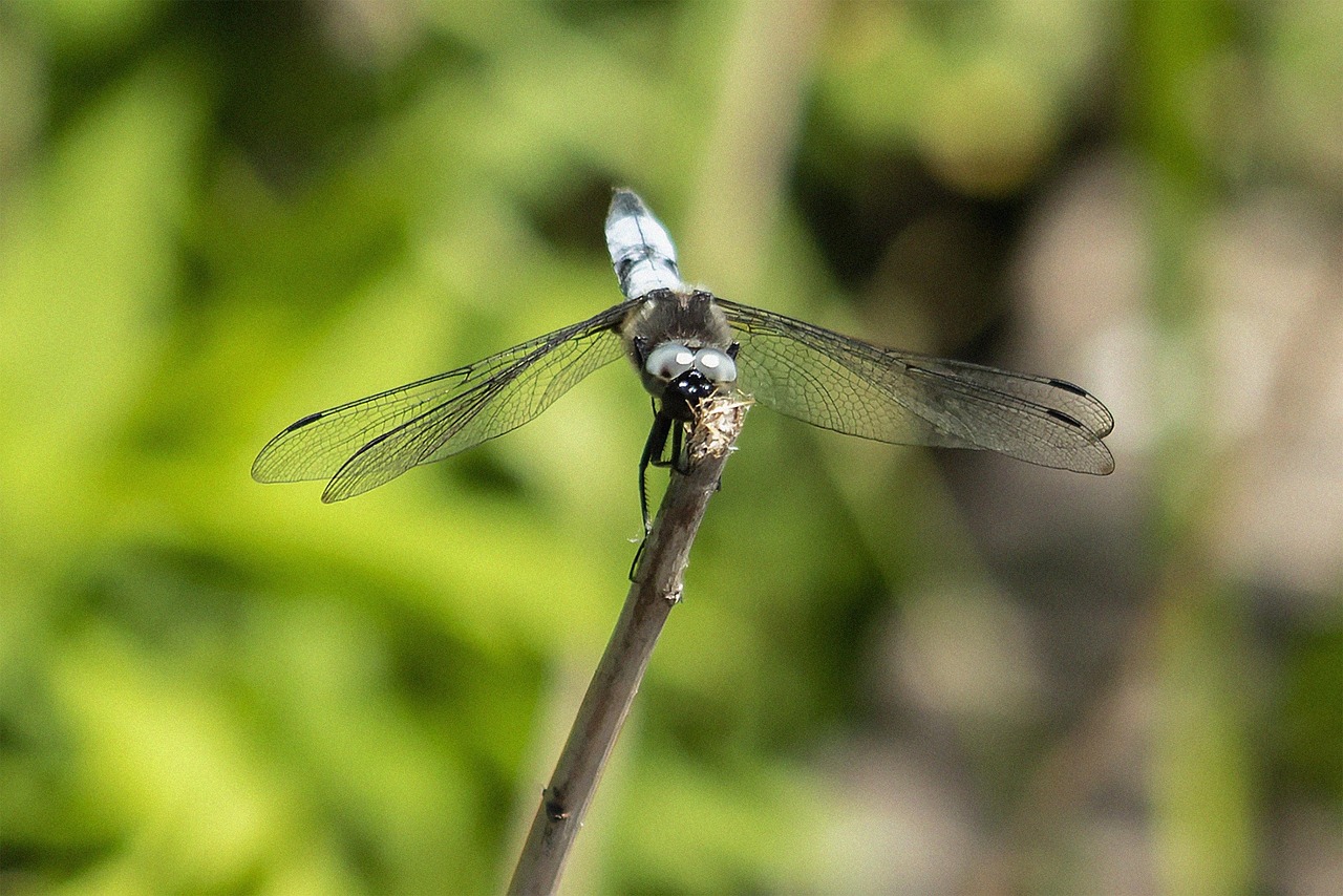 Dragonflies: The Aerial Patrol Unit (image credits: pixabay)