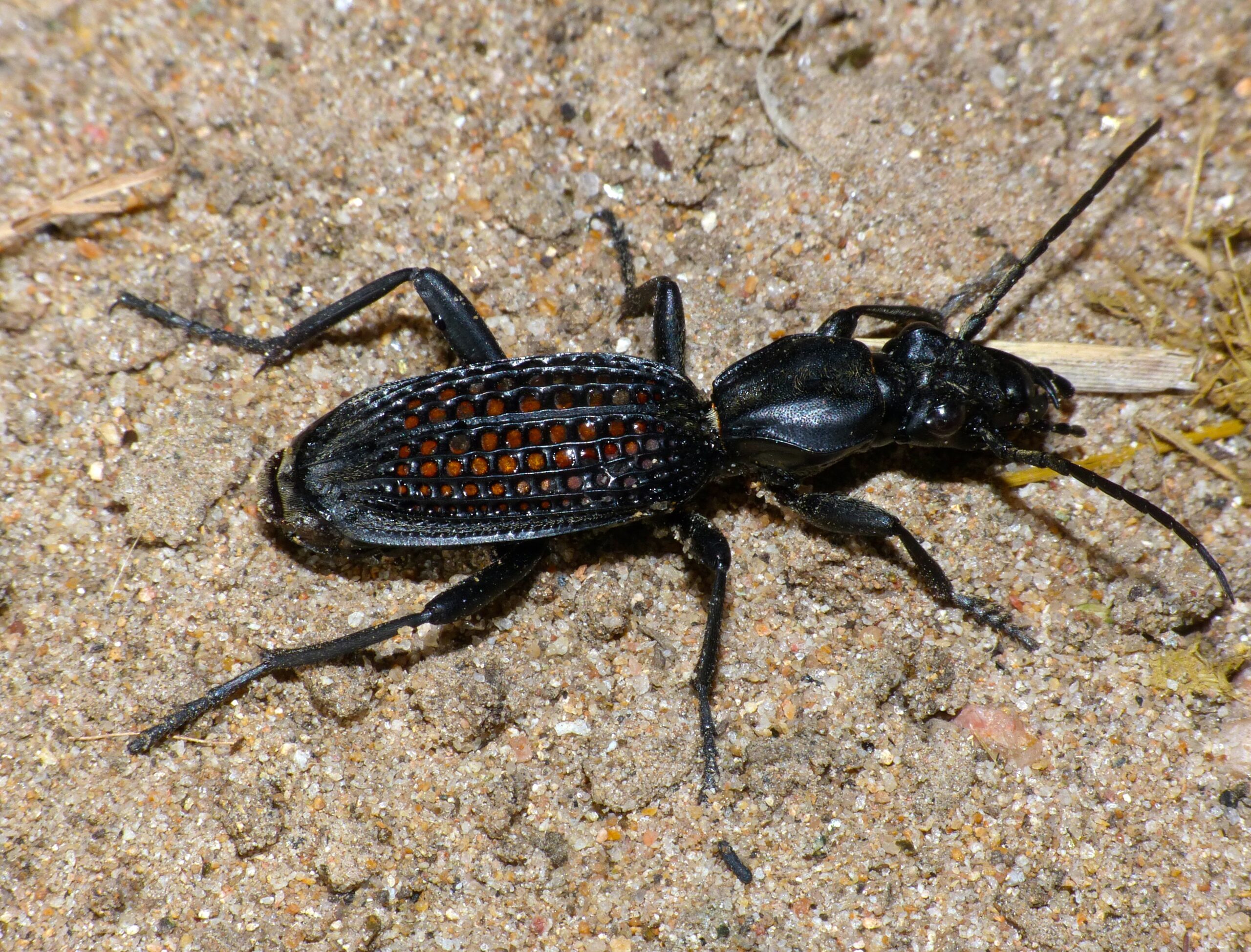 Ground Beetles: The Soil Patrol Division (image credits: wikimedia)