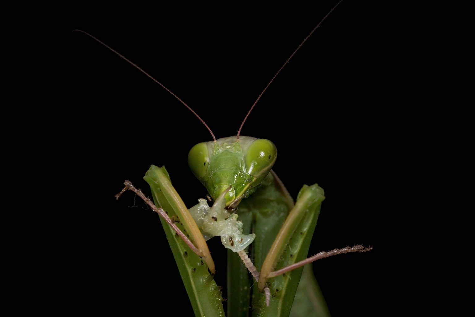 Conclusion: Nature's Silent Partnership (image credits: By Oliver Koemmerling, CC BY-SA 3.0, https://commons.wikimedia.org/w/index.php?curid=2737646)