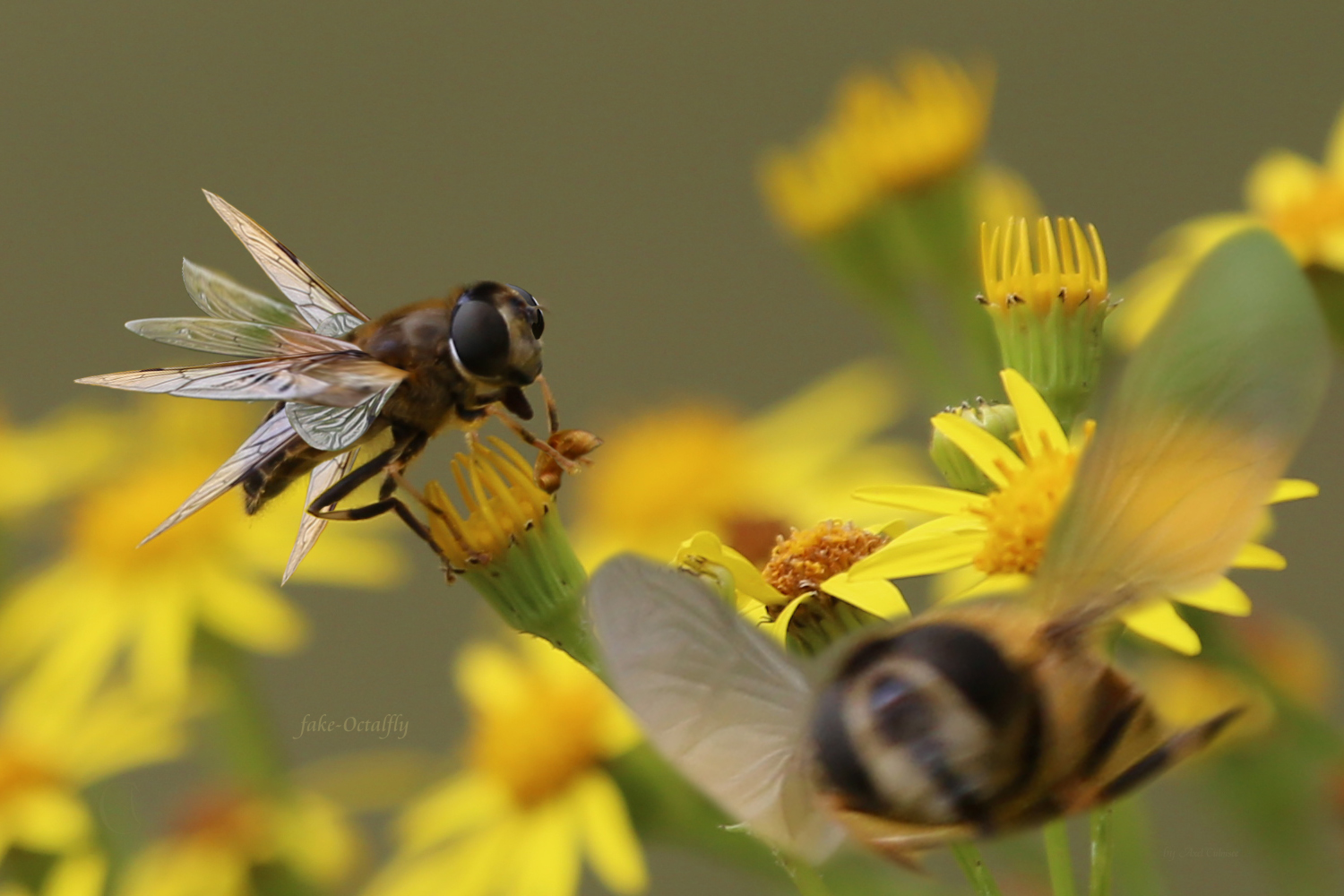 The Evolutionary Arms Race (image credits: By CulmSee-Axel-acad.2161, CC BY-SA 4.0, https://commons.wikimedia.org/w/index.php?curid=125219370)