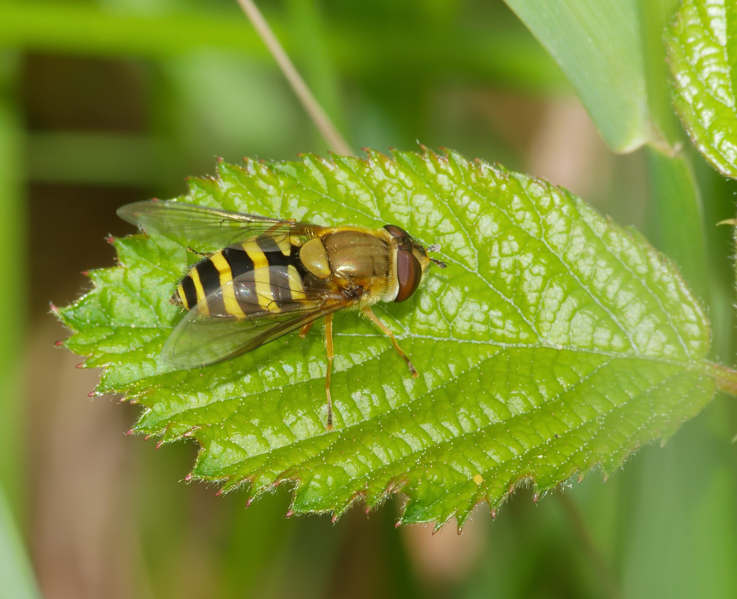 Common Hoverfly Species and Their Models (image credits: By Andreas Eichler, CC BY-SA 4.0, https://commons.wikimedia.org/w/index.php?curid=40992619)