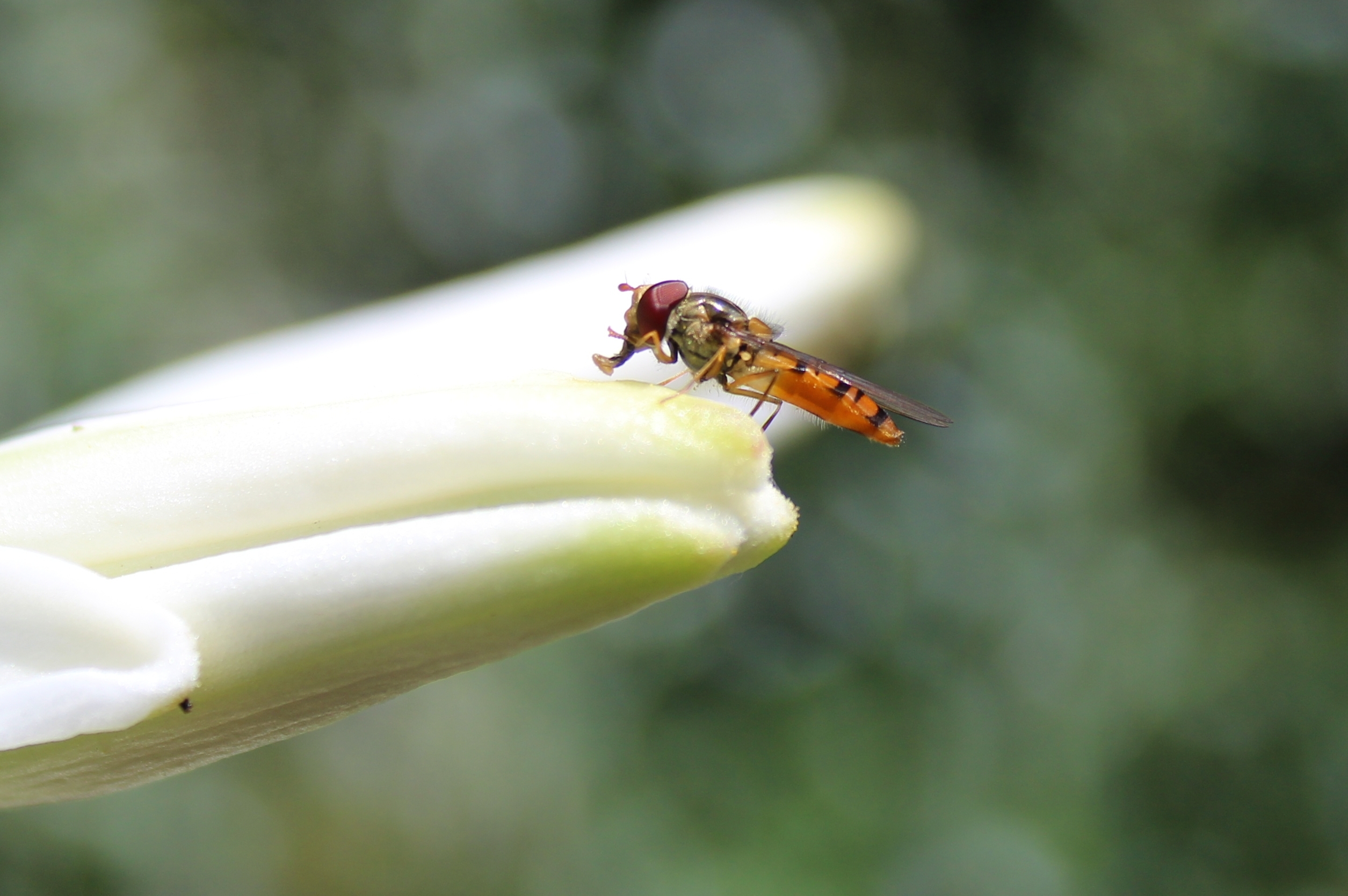 Conservation Implications (image credits: By Greenbox, CC BY-SA 4.0, https://commons.wikimedia.org/w/index.php?curid=108782427)