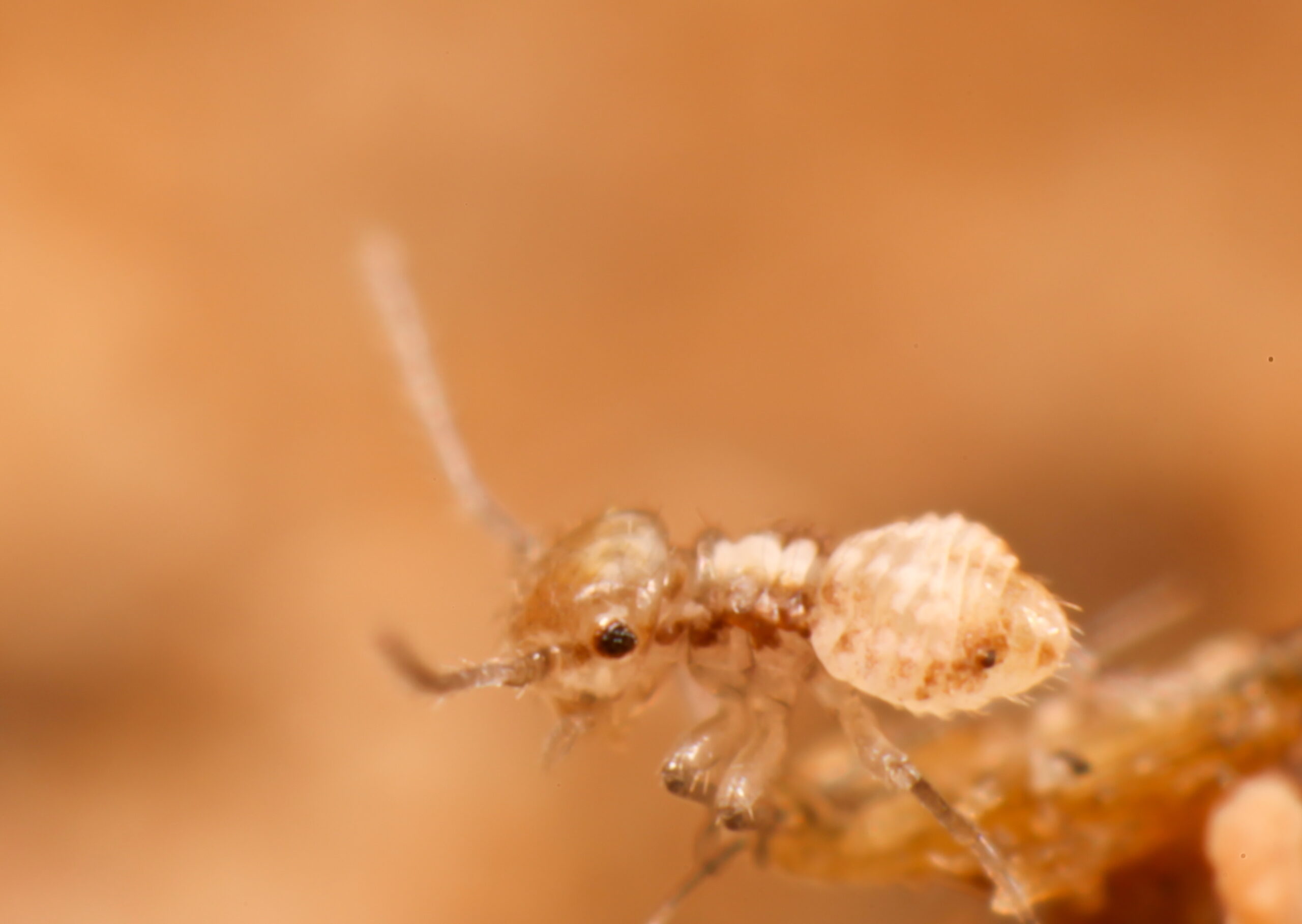 Booklice: The Tiny Moisture Detectives (image credits: Book louse?, CC BY-SA 2.0, https://commons.wikimedia.org/w/index.php?curid=44268762)