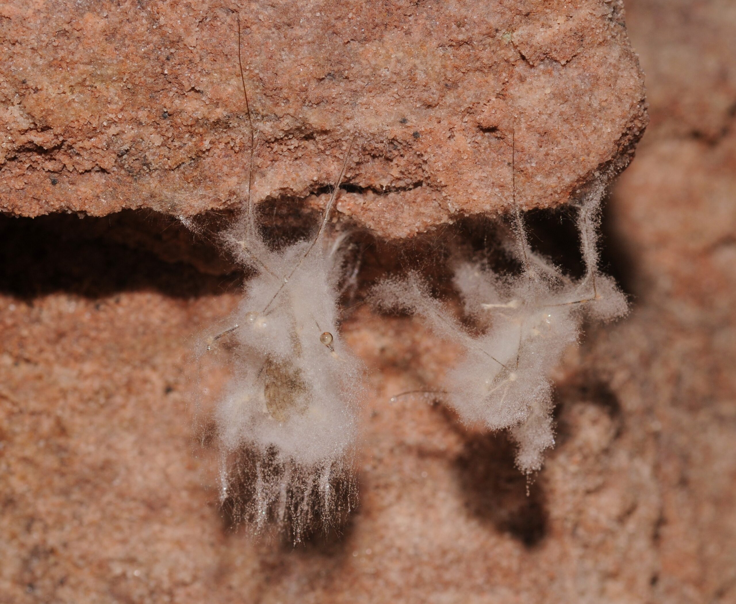 Psocids: The Microscopic Mold Munchers (image credits: wikimedia)