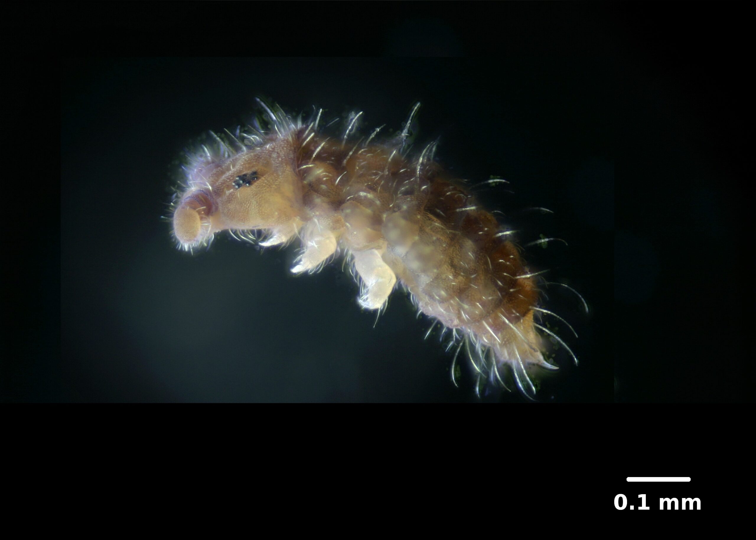 Springtails: The Jumping Moisture Seekers (image credits: wikimedia)