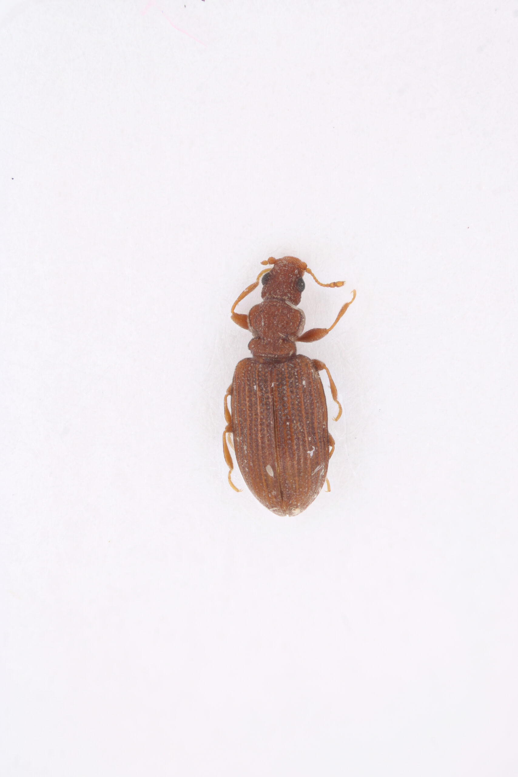 Plaster Beetles: The Construction Cleanup Crew (image credits: By NHM Beetles and Bugs, CC BY 2.0, https://commons.wikimedia.org/w/index.php?curid=103762471)