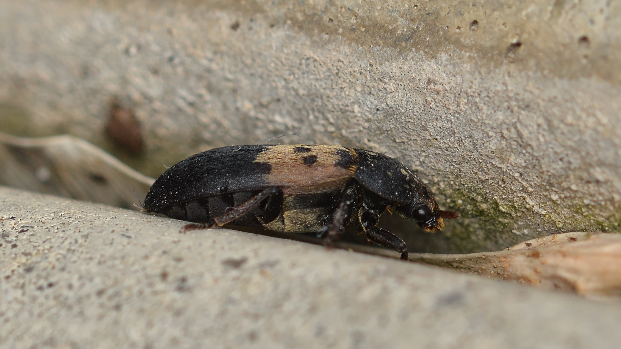 Larder Beetles: The Protein Hunters (image credits: wikimedia)