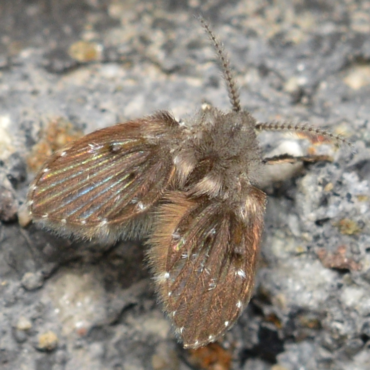 Drain Flies: The Bathroom Decomposers (image credits: By Ryan Hodnett, CC BY-SA 4.0, https://commons.wikimedia.org/w/index.php?curid=97556650)