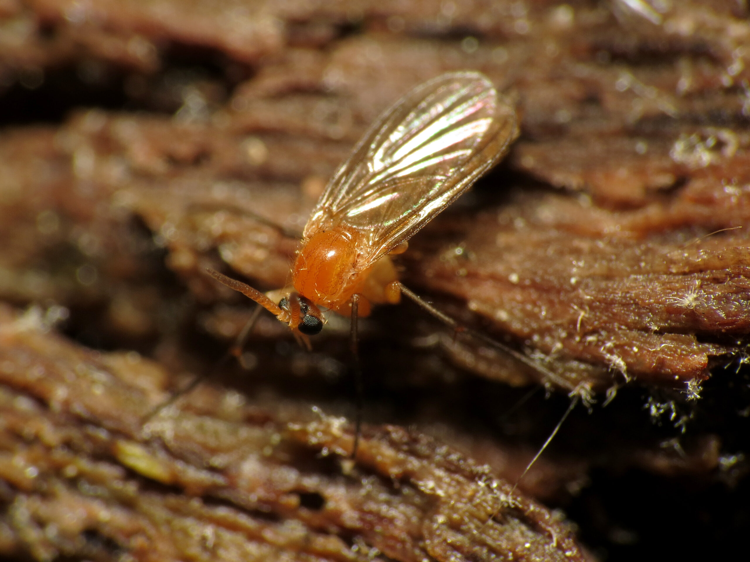 Sciarid Flies: The Organic Matter Processors (image credits: wikimedia)