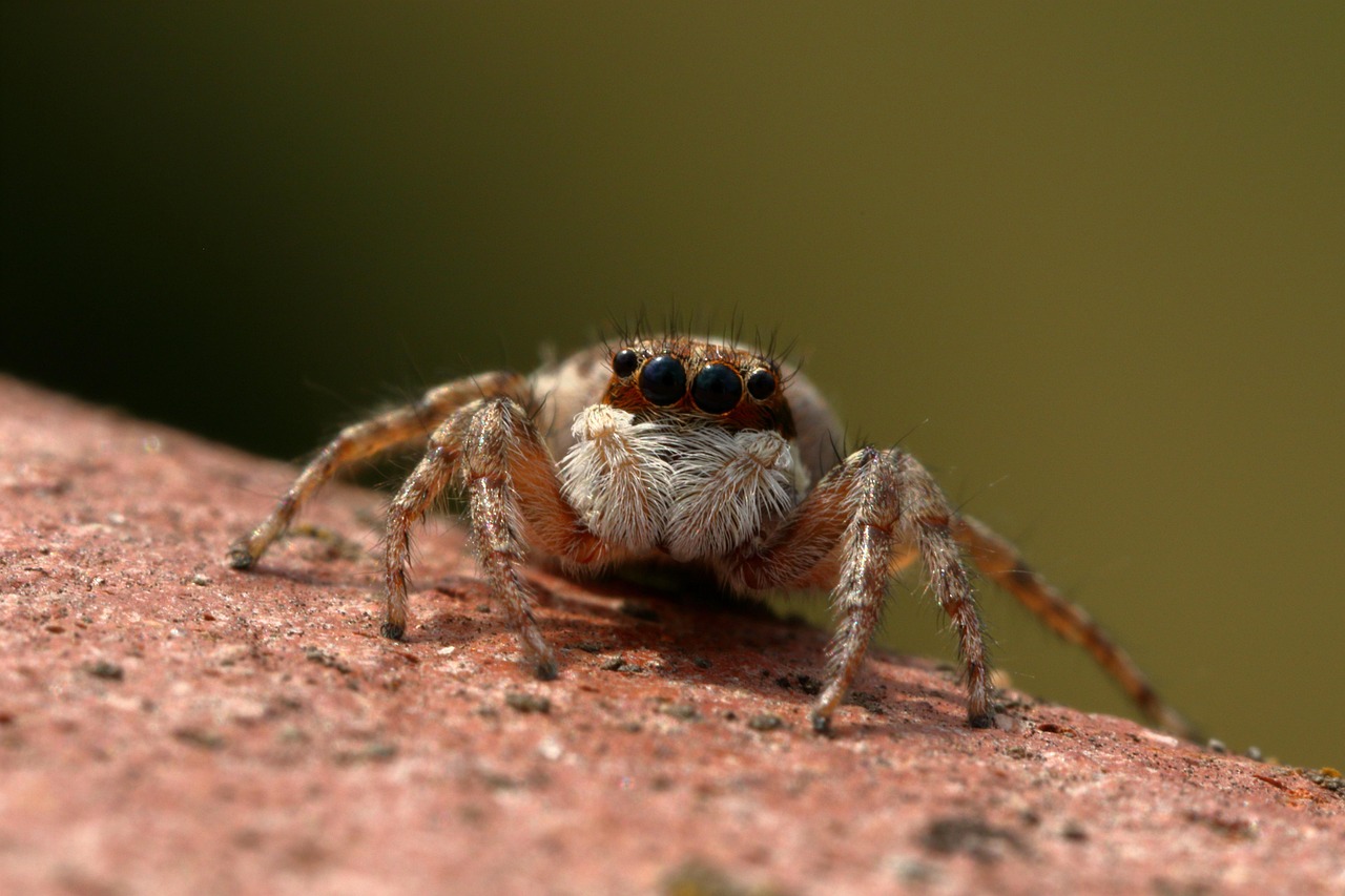 The Hidden Army in Your Backyard (image credits: pixabay)
