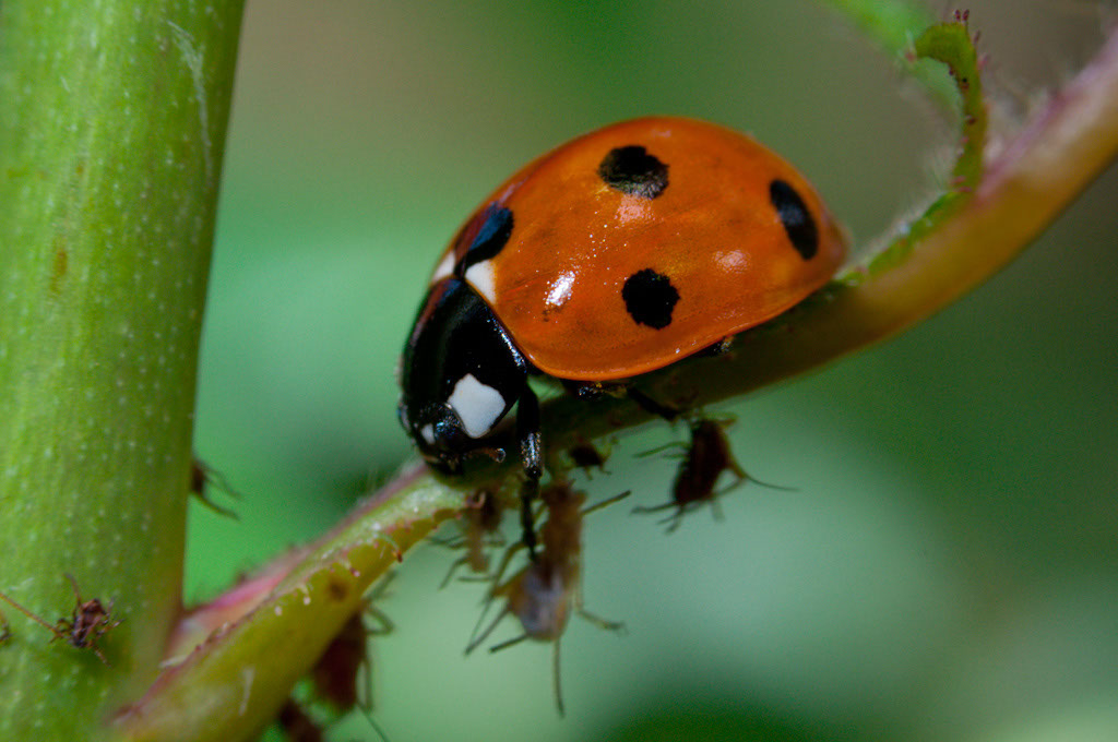 Ladybugs: The Aphid Annihilators (image credits: flickr)