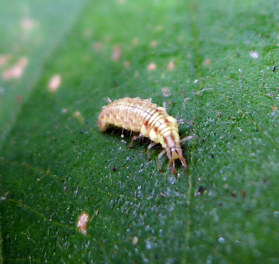 Lacewings: The Delicate Destroyers (image credits: Lacewing Larvae?, CC BY 2.0, https://commons.wikimedia.org/w/index.php?curid=49993082)