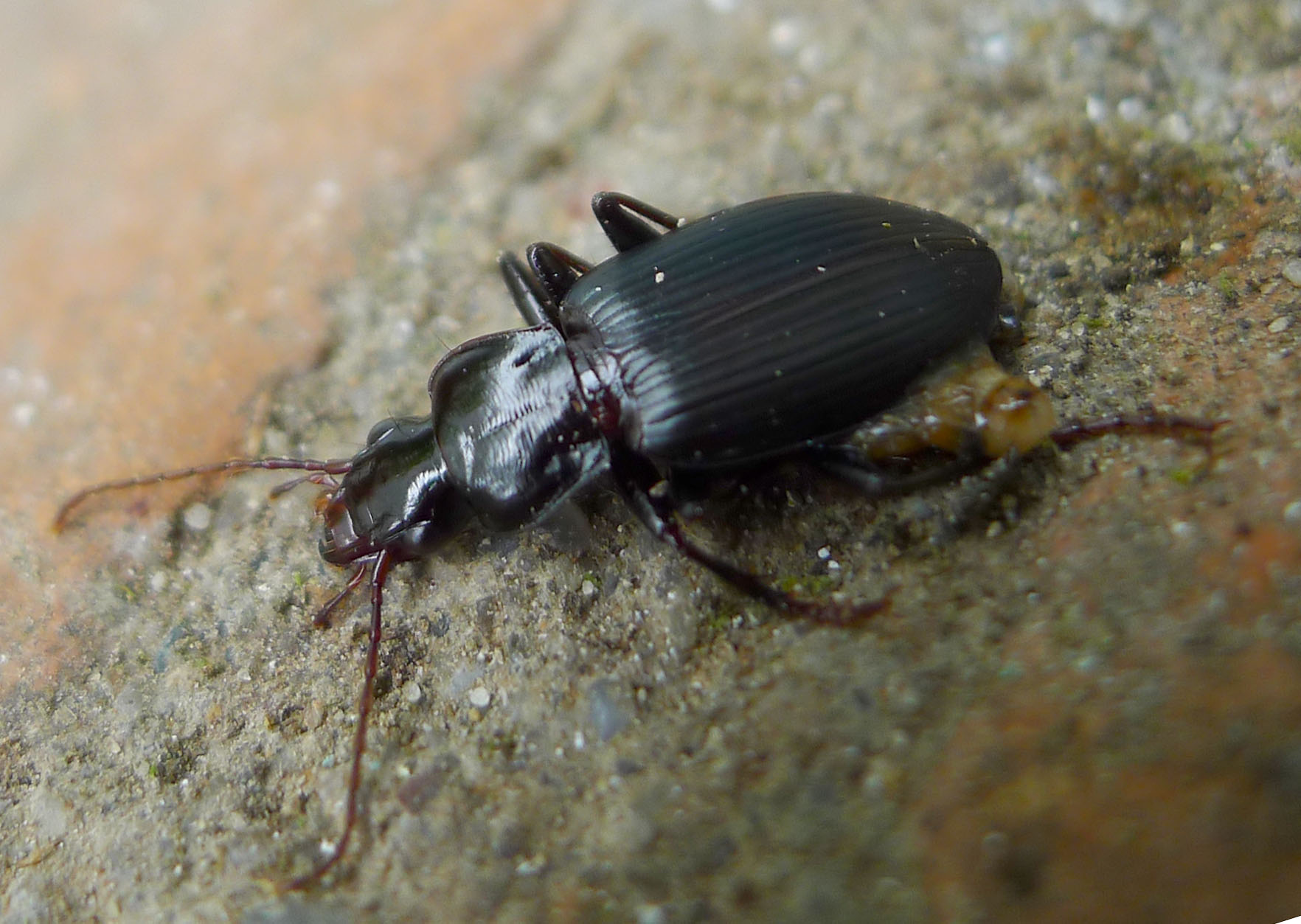 Ground Beetles: The Nighttime Patrollers (image credits: Ground Beetle. (Licinus species?). Carabidae, CC BY 2.0, https://commons.wikimedia.org/w/index.php?curid=49986354)