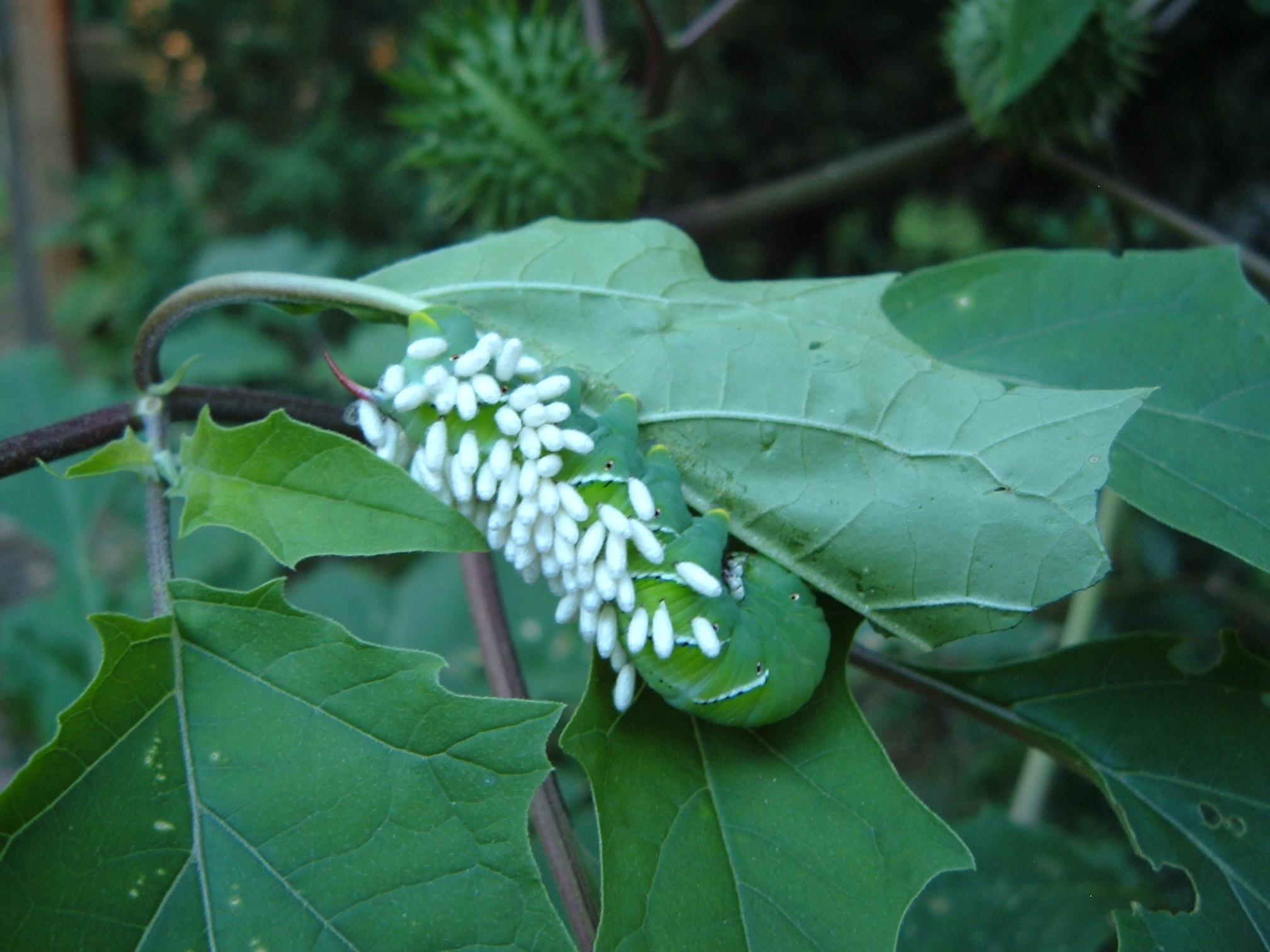 Parasitic Wasps: The Invisible Infiltrators (image credits: Max Wahrhaftig, CC BY-SA 3.0, https://commons.wikimedia.org/w/index.php?curid=488171)