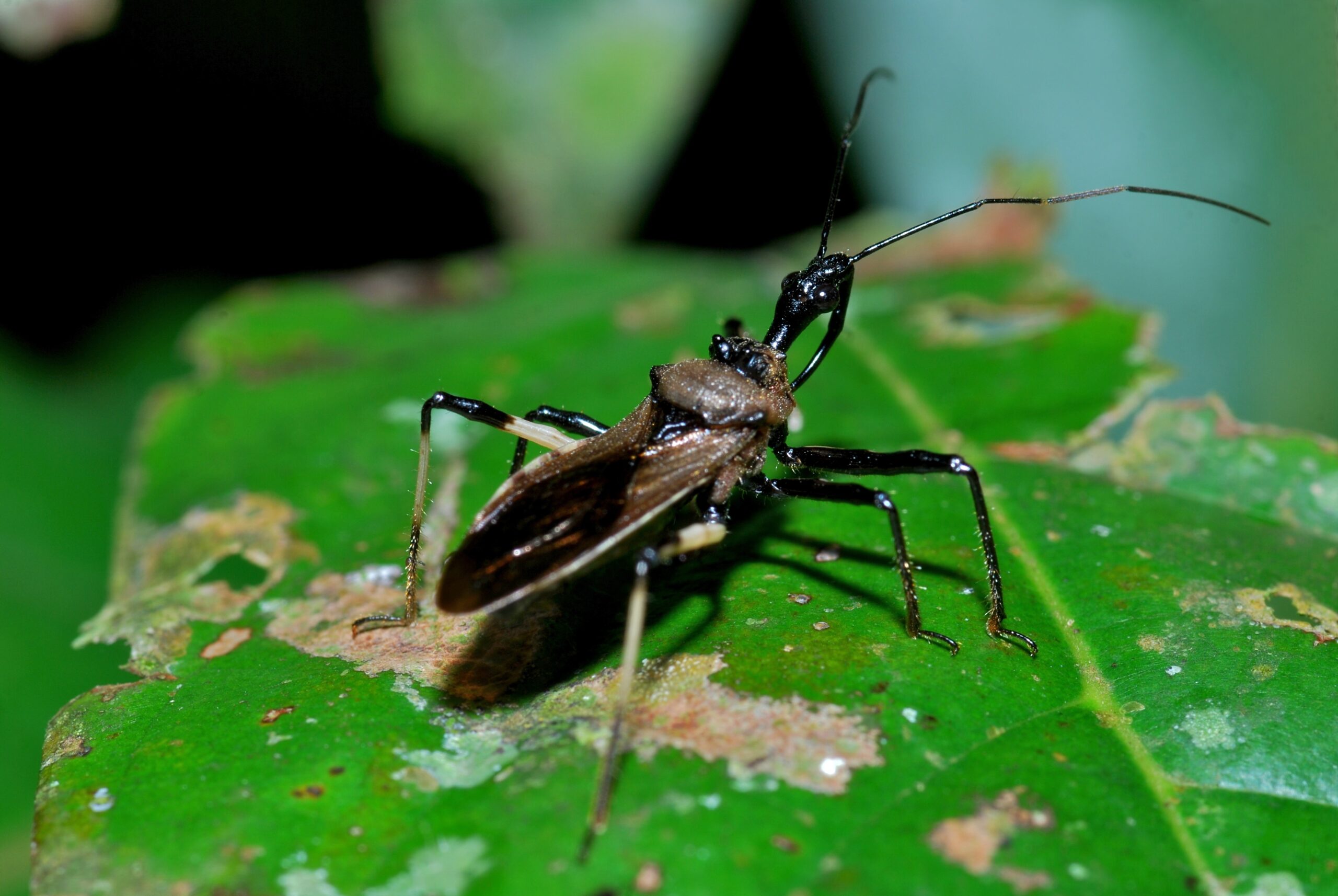 Assassin Bugs: The Ambush Predators (image credits: wikimedia)