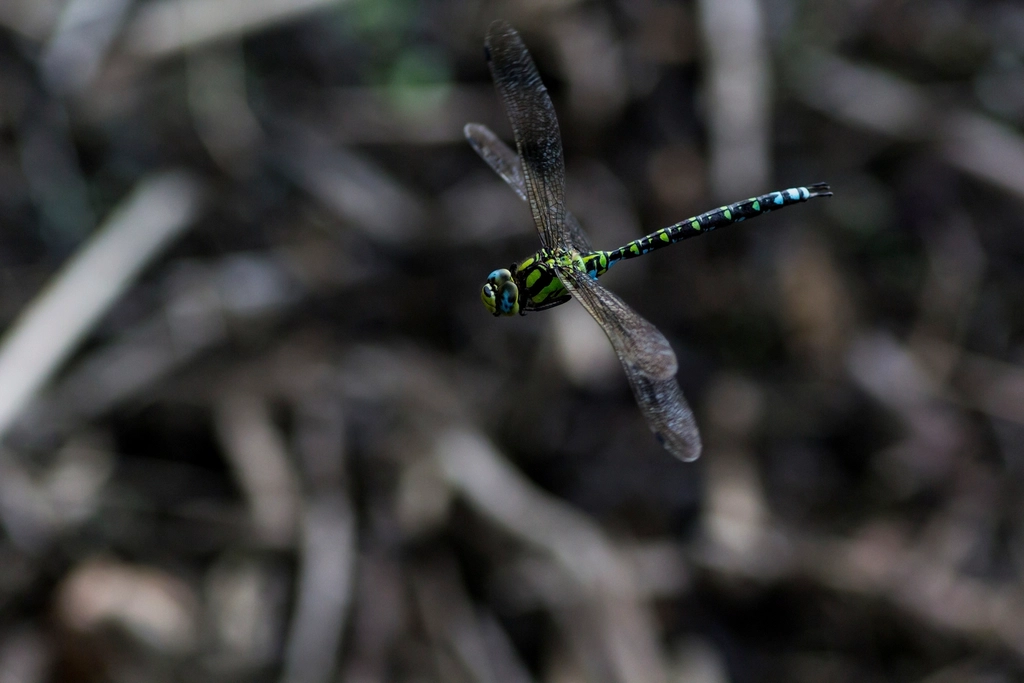 Dragonflies: The Aerial Ace Pilots (image credits: rawpixel)