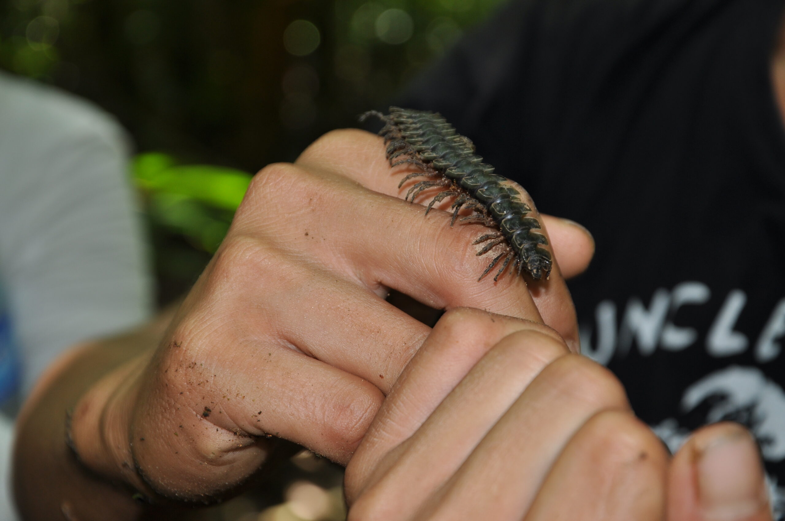 Centipedes: The Multi-Legged Hunters (image credits: wikimedia)
