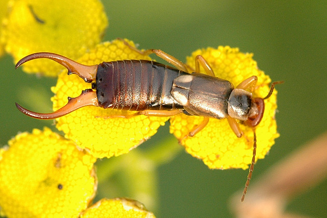 Earwigs: The Misunderstood Cleanup Crew (image credits: wikimedia)