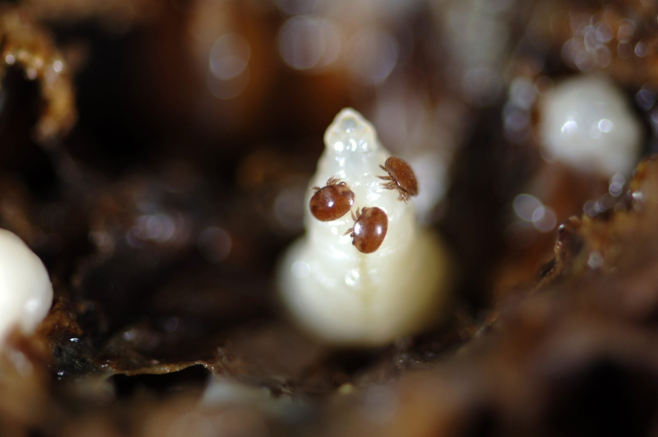 Predatory Mites: The Microscopic Marines (image credits: wikimedia)