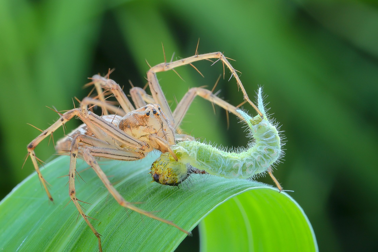 Creating a Haven for Natural Pest Controllers (image credits: pixabay)