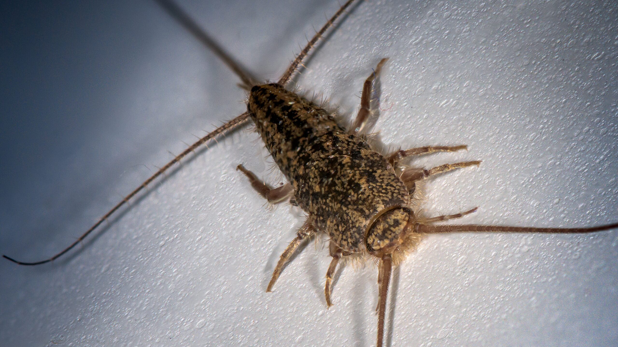 The Perfect Storm: Why Humidity Rules the Insect World (image credits: Ctenolepisma lineata, CC BY 2.0, https://commons.wikimedia.org/w/index.php?curid=93704237)