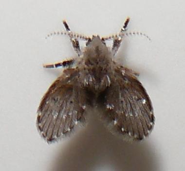 Drain Flies: Masters of the Moist Underground (image credits: wikimedia)