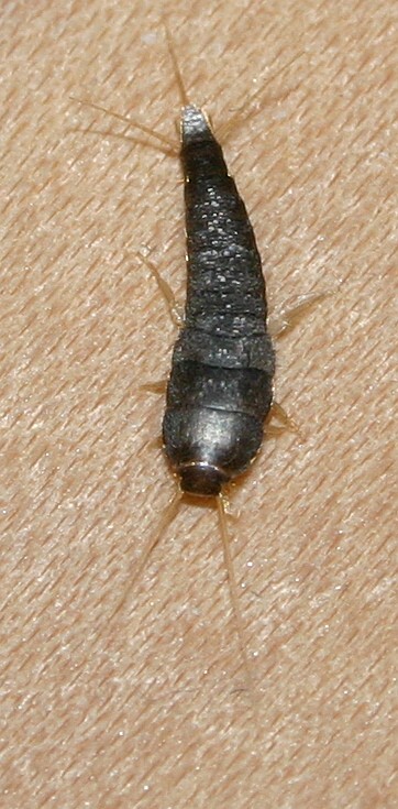 Silverfish: Ancient Survivors in Modern Bathrooms (image credits: wikimedia)