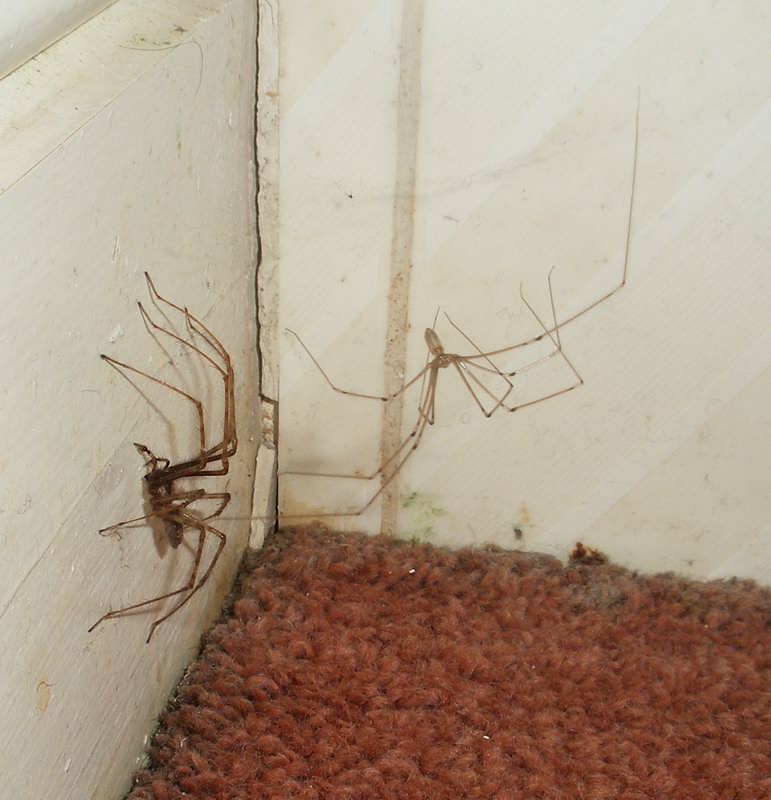 Spiders: The Bathroom's Natural Pest Control (image credits: wikimedia)