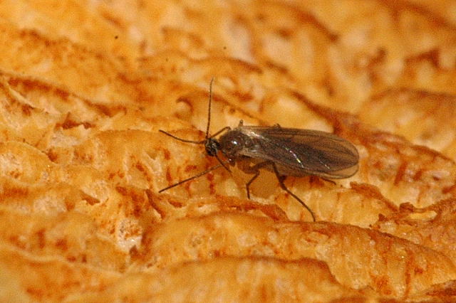 Fungus Gnats: Tiny Fliers with Big Appetites (image credits: wikimedia)