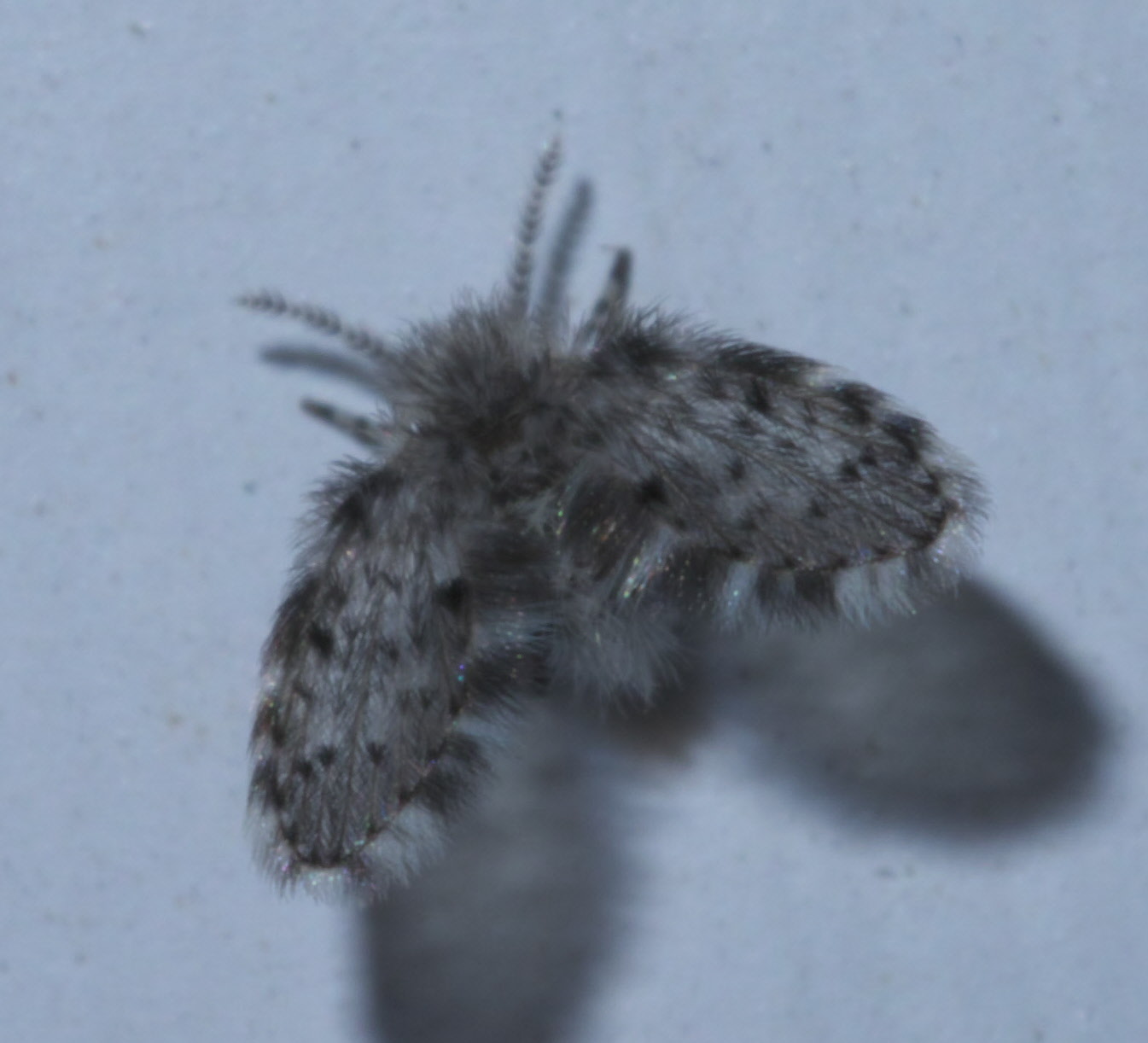 Seasonal Patterns: When Bugs Peak in Bathrooms (image credits: By xpda, CC BY-SA 4.0, https://commons.wikimedia.org/w/index.php?curid=67748394)
