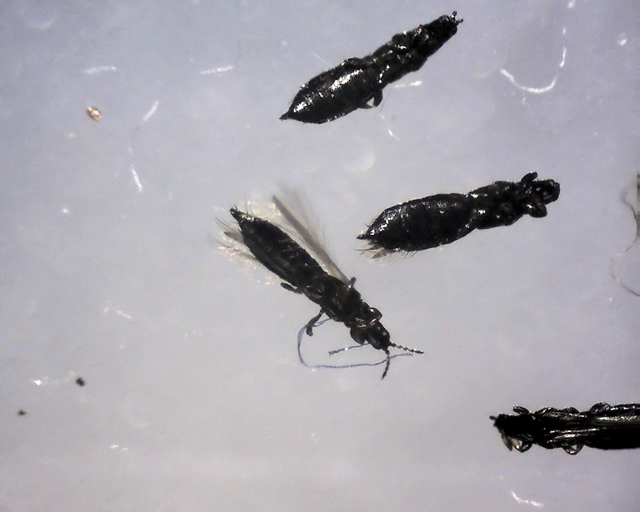 Common Miniature Insects Found in Electronic Devices (image credits: By Rob Hille, CC BY-SA 4.0, https://commons.wikimedia.org/w/index.php?curid=41848295)