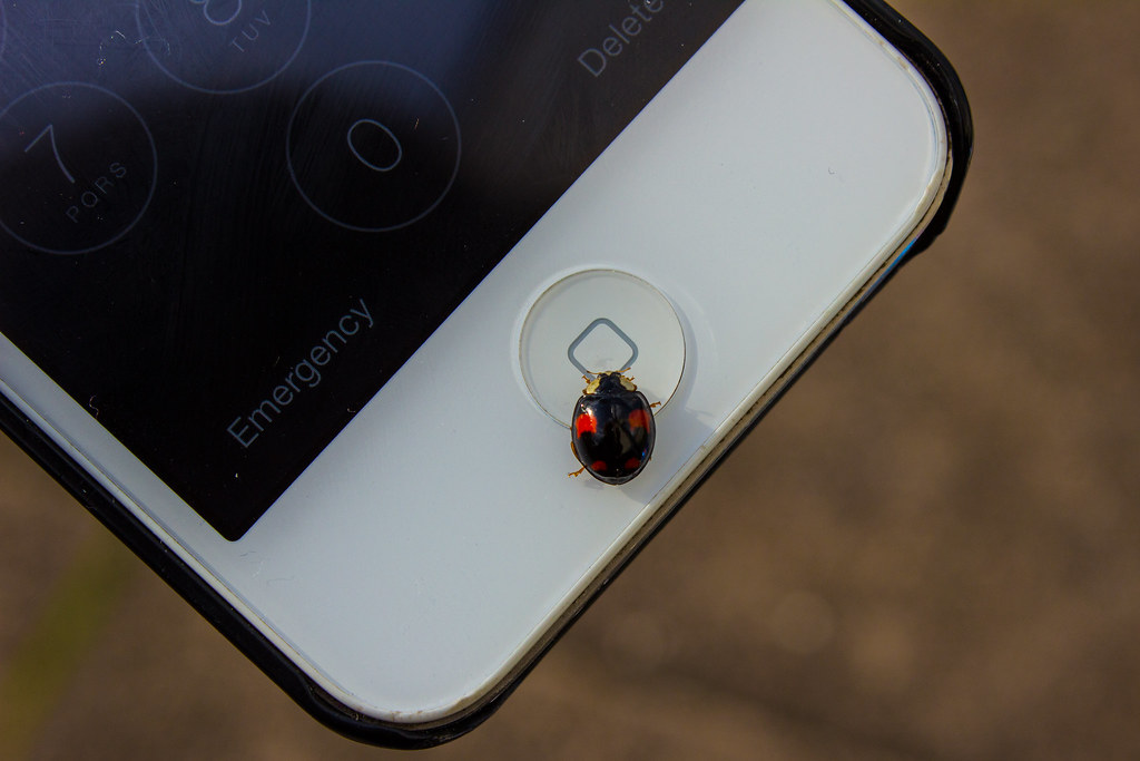 The Evolutionary Adaptation of Insects to Electronic Environments (image credits: flickr)