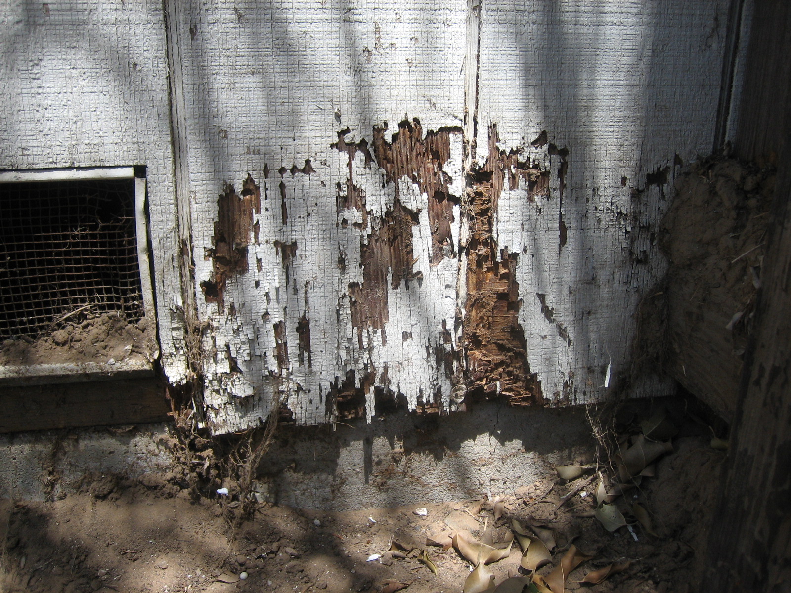 Termites: The Silent Wooden Destroyers (image credits: wikimedia)