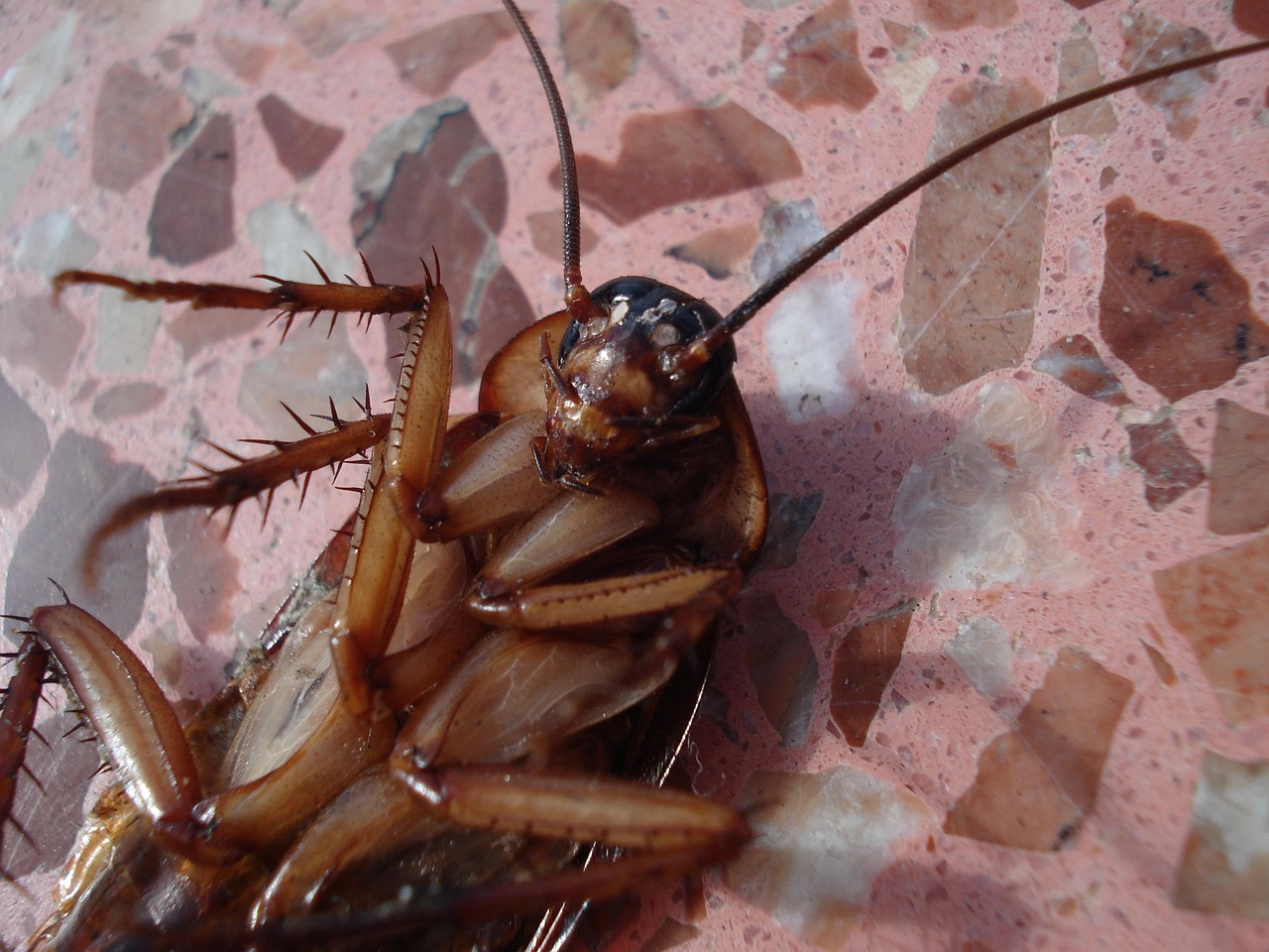 Cockroaches: The Indestructible Survivors (image credits: pixabay)