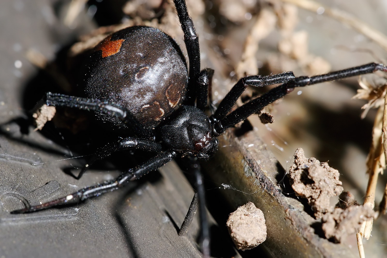 Spiders: The Eight-Legged Uninvited Guests (image credits: wikimedia)