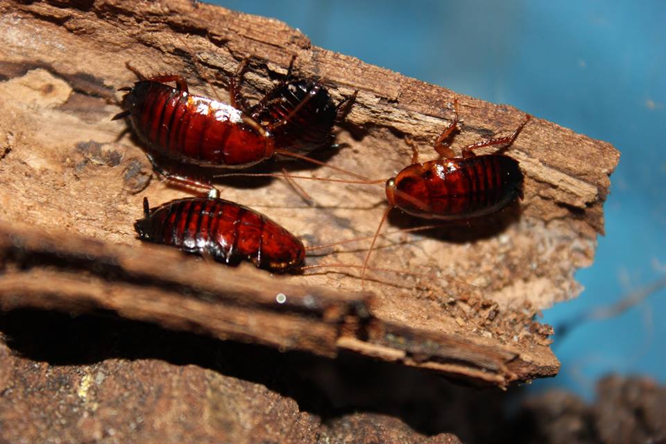 Palmetto Bugs: The Titans of the Roach World (image credits: wikimedia)