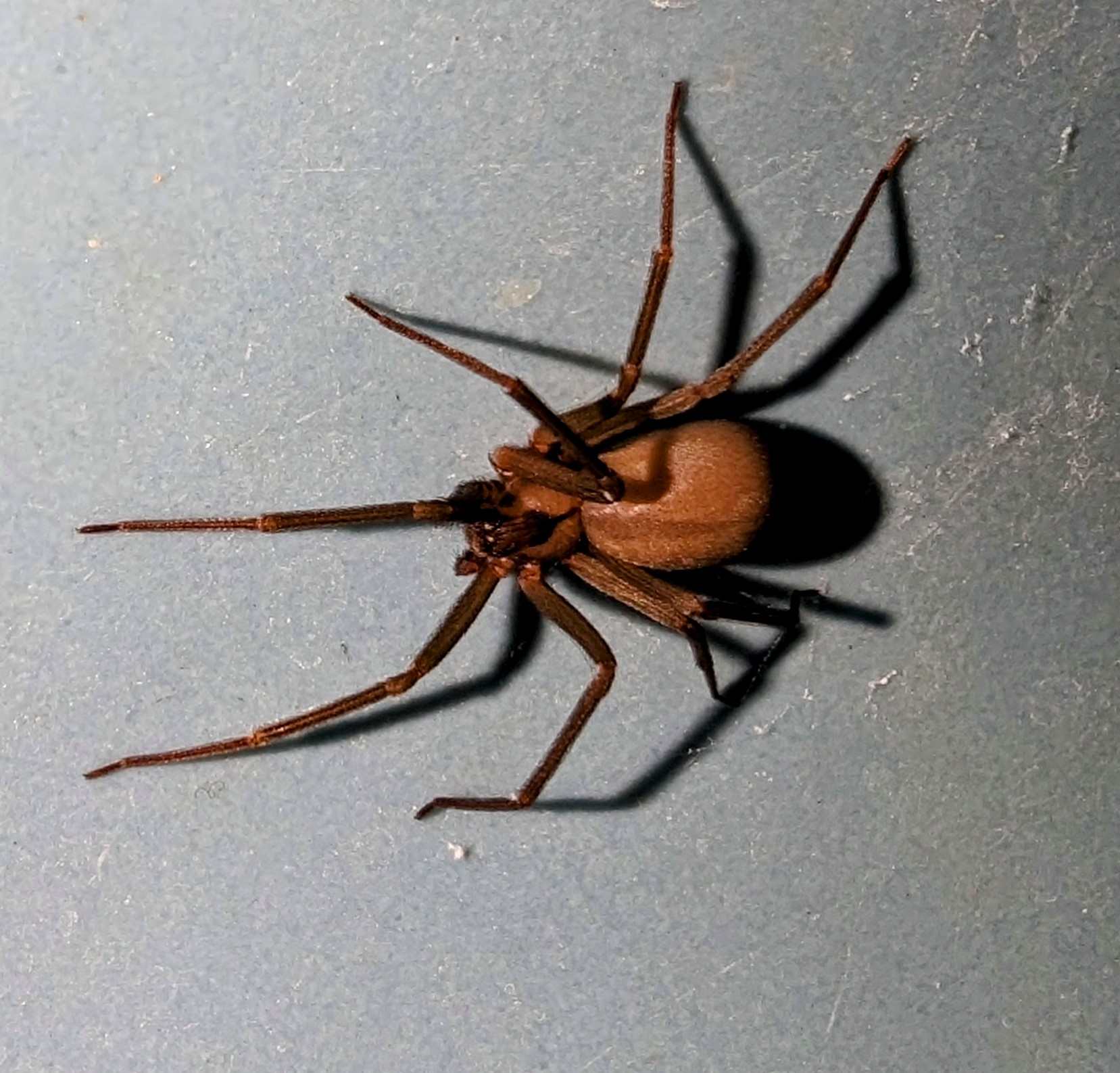 Brown Recluse Spiders: The Invisible Threat (image credits: wikimedia)