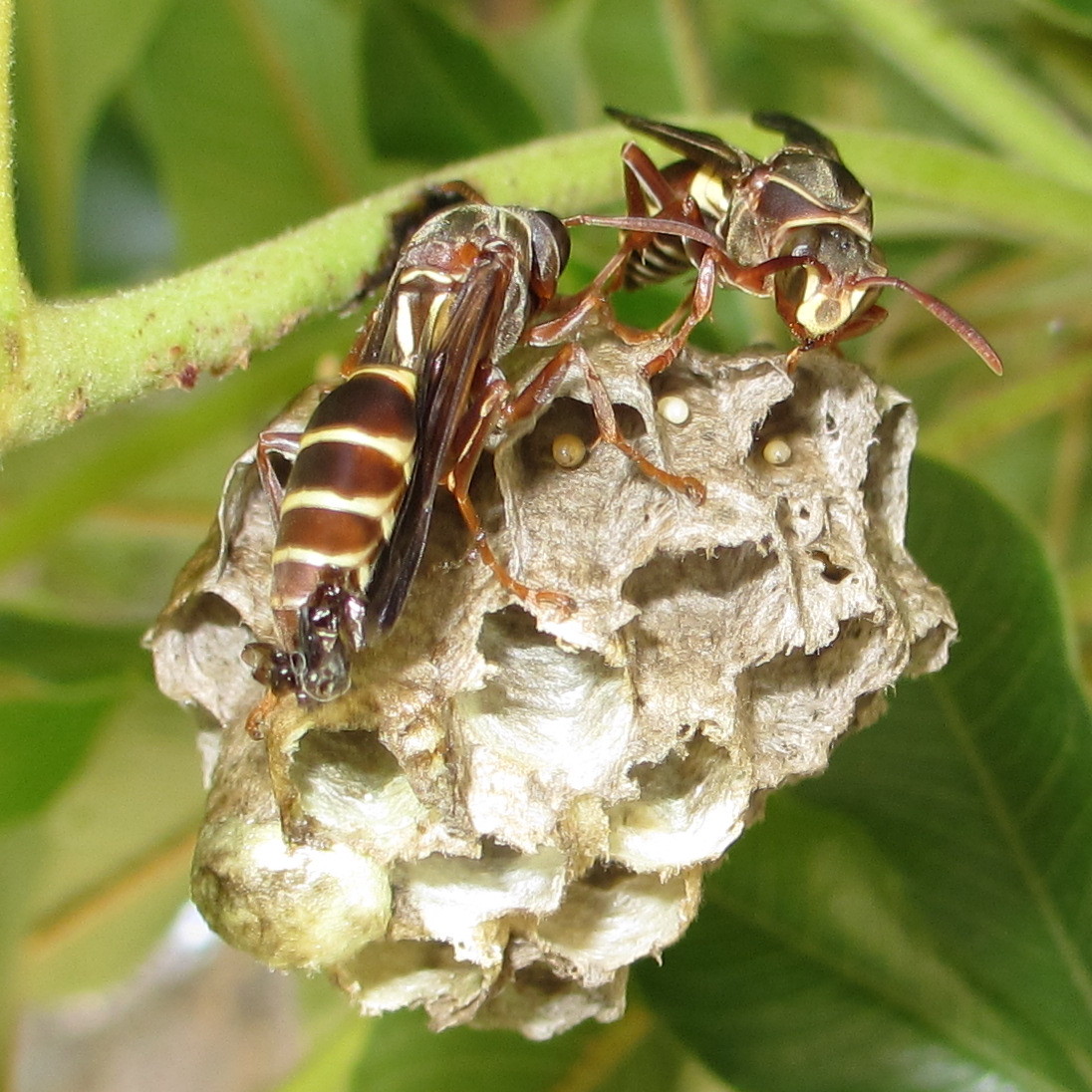 Conclusion: Florida's Unique Insect Kingdom (image credits: paper wasps

Uploaded by Jacopo Werther, CC BY-SA 2.0, https://commons.wikimedia.org/w/index.php?curid=25016281)