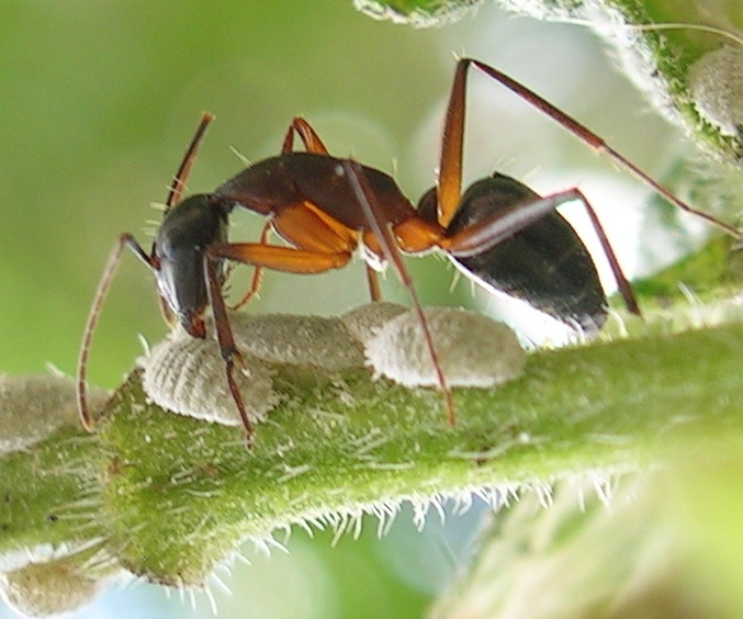 Scale Insect Shepherds: Protecting the Precious Herds (image credits: wikimedia)