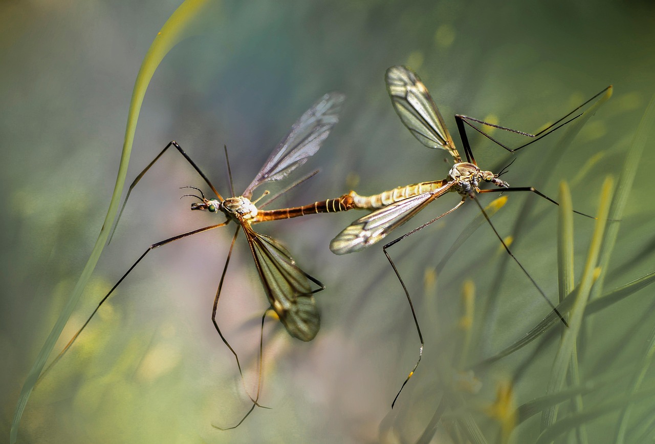 Microclimate Creation (image credits: pixabay)