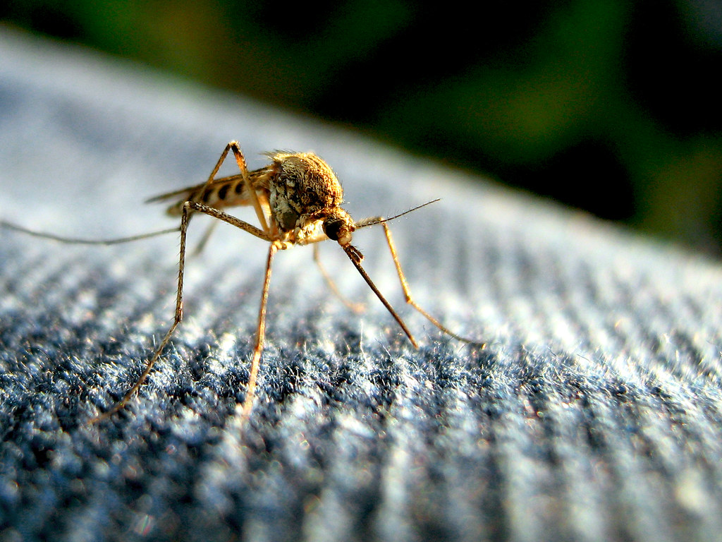 The Summer Mosquito Mystery: Why They're Inside, Not Outside